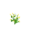 Хаустония серая