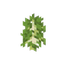Саженец берёзы
